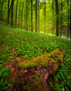 Europe, Germany, Bavaria, Aschau am Inn, Wild Garlic Field in Forest, Europe, Germany, Bavaria, Aschau am Inn, Wild Garlic Field in Forest,